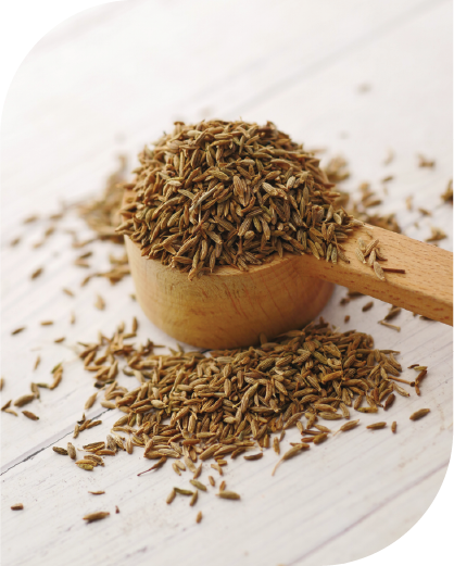 Cumin Seeds-02